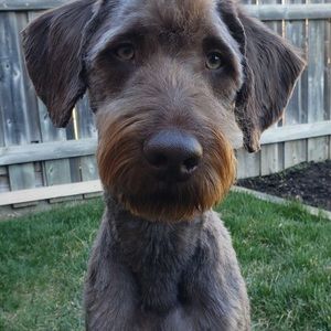 Dog walking /training Service